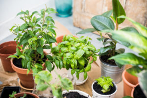 Plants Improving Air Quality